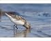 Photographic Prints of Sanderling - adult standing in shallow water on the edge of a sandy beach from Ardea Wildlife Pets