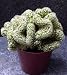 Brain Cactus - Mammillaria Elongata Monstrosus - Weird!