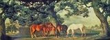 Horses Green Pastures and Trees Border by York