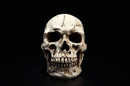 9.9" T X 4.8" W X 3.6" D White Grinning Realistic Replica Human Skull Statue Sculpture