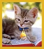 Smart Kitty