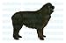 NEWFOUNDLAND - Dog Decal - sticker dogs car got window