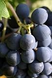 Raisin Noir - 24