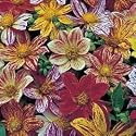 Dahlia Fireworks Mixed