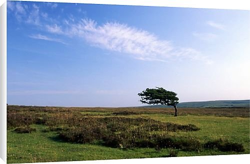 Canvas Prints of Brendon Common from Country Life Canvas Prints of Brendon Common from Country Life