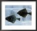 Pair of Fish Frozen in Ice for the Sapporo Yuki Matsuri (Snow Festival), Sapporo, Hokkaido, Japan, Framed Art Poster Print by Oliver Strewe, 22x18