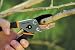 Fiskars Traditional Anvil Pruner #9129