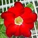 9GreenBox - Adenium Desert Rose Black Knight House Plant Bonsai
