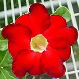 9GreenBox - Adenium Desert Rose Black Knight House Plant Bonsai
