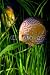 Wallmonkeys Peel and Stick Wall Decals - Aquarium D'eau Douce - Removable Graphic