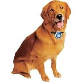 Pet's Eye View Camera