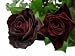 �u���b�N�o�b�J���@�y�u���b�N�z�@10�{�@���o���̉ԑ����@