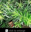 Podocarpus Maki Five Gallon Plant