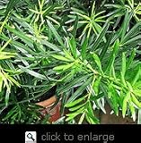 Podocarpus Maki Five Gallon Plant