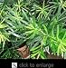 Podocarpus Maki Five Gallon Plant