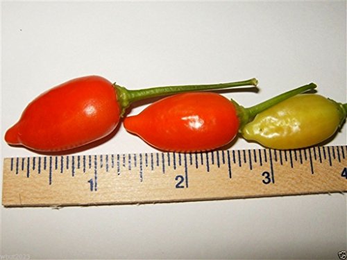 Inca Red Drop, Pepper (20 Seeds) Aromatic, Fruity , Great for Pickling, Organic !