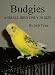 Budgies A Small Bird Only In Size