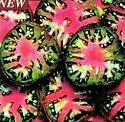 Black Sea Man Tomato 10 Seeds - Heirloom
