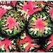 Black Sea Man Tomato 20 Seeds - Heirloom