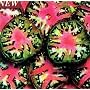 Black Sea Man Tomato 10 Seeds - Heirloom