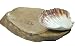 Valentines Day Gift Ideas For Men & Women A Beautiful & Rustic Handmade Snack Tray Server Made Out Of Thick Guava Wood With Dip or Sauce Holder Made Out of Real Ocean Shell Excellent For Gifting