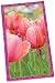 Tulips Bridge Score Pad