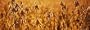 Close-Up of Ripe Soybeans in a Field, North Carolina, USA Photographic Poster Print by Panoramic Images , 40x120