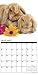 Just Bunnies 2017 Wall Calendar