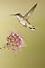Ruby-Throated Hummingbird Feeding at Rocky Mountain Bee Plant Flower, South Texas, USA by Larry Ditto, 48x72