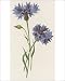 Photographic Prints of Plants/centaurea Cyanus from Mary Evans
