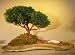 Bonsai Boy's Shimpaku Juniper Bonsai Tree<br>Planted on a Rock Slab<br><i>(juniperus chinensis)</i>