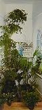 Indoor Garden 5066 Wall Mural