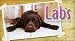Labs 2011 Pocket Planner