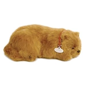 Perfect Petzzz Pomeranian by 