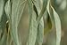 Eucalyptus Essential Oil - 100% Pure, Steam Distilled - 1 oz