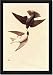 Framed Art Poster 20x30, Tree Swallow