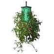 Felknor Ventures TT101101 Tomato Tree