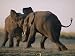 Two Elephants Butt Heads in Play Animals Photographic Poster Print by Chris Johns, 32...
