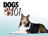 Briard, Canaan Dog, Dogo Argentino, Japanese Chin, Wonder Dog, Clumber Spaniel, and Australian Kelpie