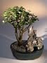 Baby Jade Bonsai Tree - Stone Landscape Scene.(portulacaria afra)