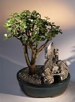 Bonsai Boy's Baby Jade Bonsai Tree - Stone Landscape Scene<br><i>(portulacaria afra)</i>