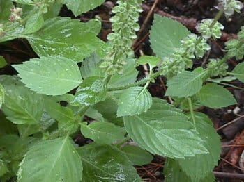 Holy basil-Tulsi seed packet by Seeds of India