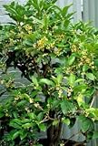 1 Gallon - Fragrant Tea Olive 1 Gallon - Fragrant Tea Olive