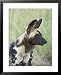 African Wild Dog (Lycaon Pictus), Pilanesberg National Park, South Africa, Africa Animals Framed Art Poster Print by James Hager, 25x31