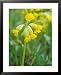 Cowslip, Primula Veris Framed Art Poster Print by David Boag, 25x31