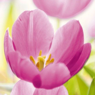 Eurographics DG-AU1098 Glasbild Deco Glass Purple Tulip 50 x 50 cm