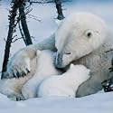 WaterAid Charity Christmas Cards - Polar Bear Hugs (Pack of 8)