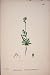 Forget-Me-Not Flower Plant Colour Fine Old Print C18