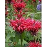 Scarlet Bee Balm - 50 Seeds - Seed Needs Envelope