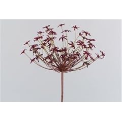 6er-SET Allium Firework purple 95 cm